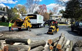 Professional Tree Services in Independence, OH