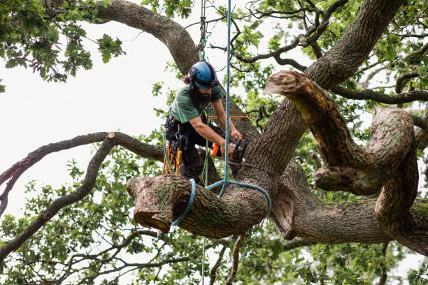 Tree and Shrub Care in Independence, OH