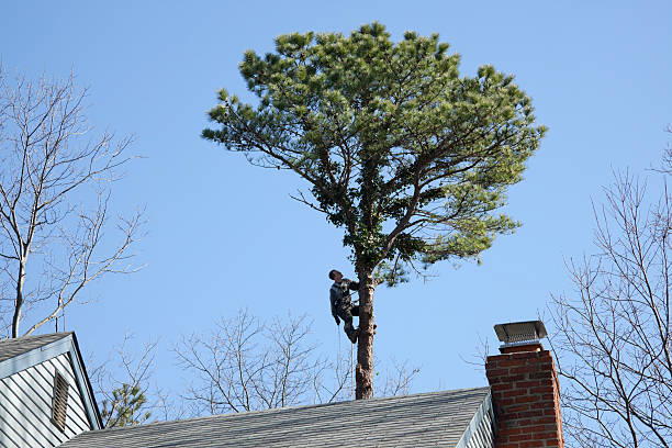 How Our Tree Care Process Works  in  Independence, OH